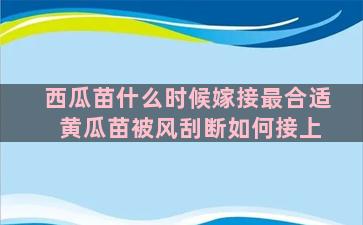 西瓜苗什么时候嫁接最合适 黄瓜苗被风刮断如何接上